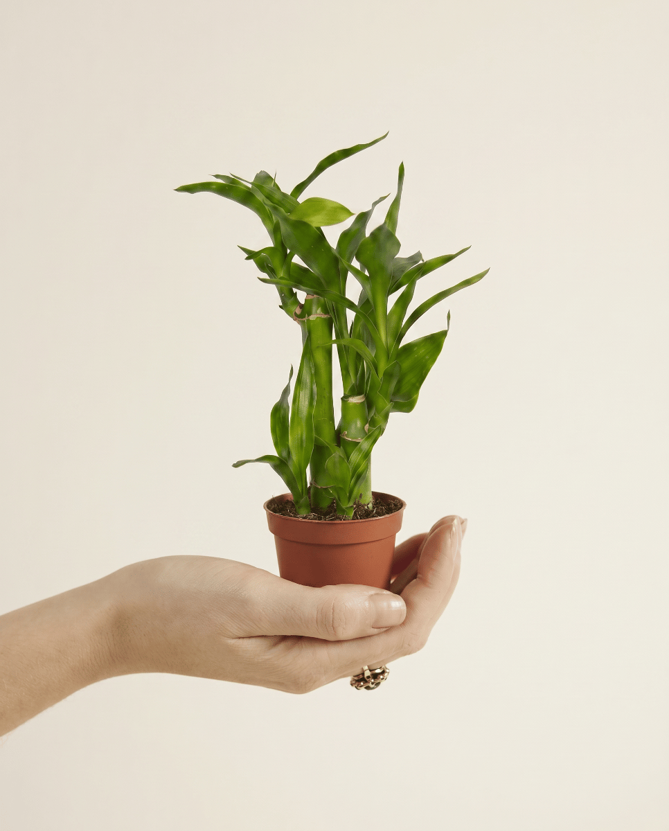 Baby Dracaena Drachenbäume Sanderiana