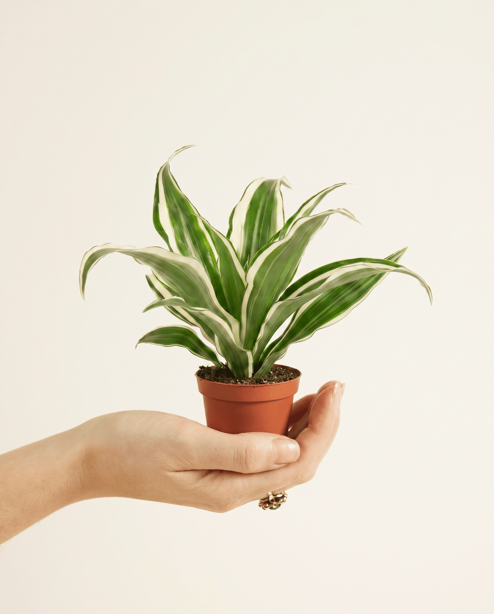 Baby Dracaena Drachenbäume White Jewel