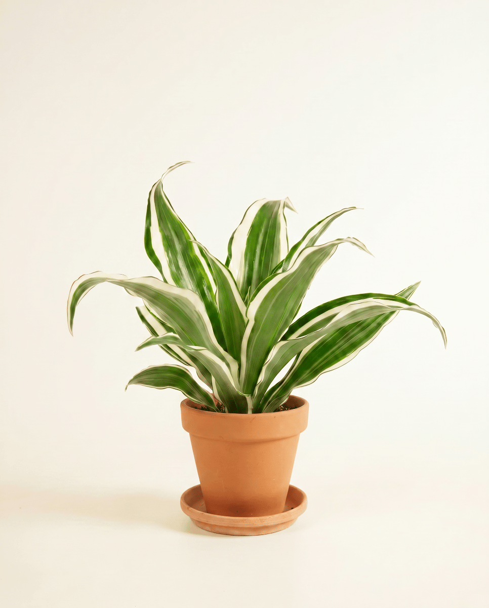 Baby Dracaena Drachenbäume White Jewel