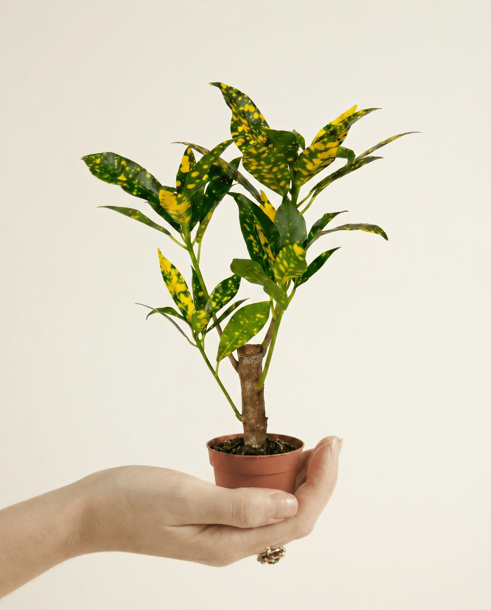 Baby Codiaeum Kroton Variegatum Aucubaefolia