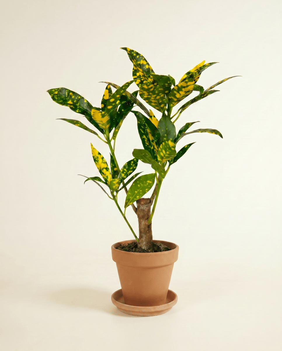 Baby Codiaeum Kroton Variegatum Aucubaefolia