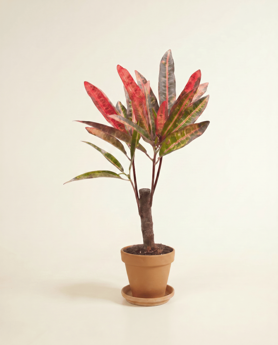 Baby Codiaeum Kroton Variegatum Excellent