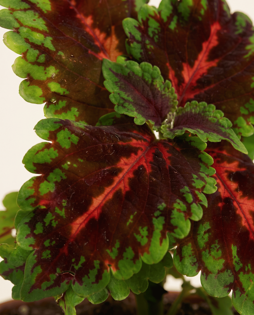 Baby Coleus Buntnessel Magnificent Mile