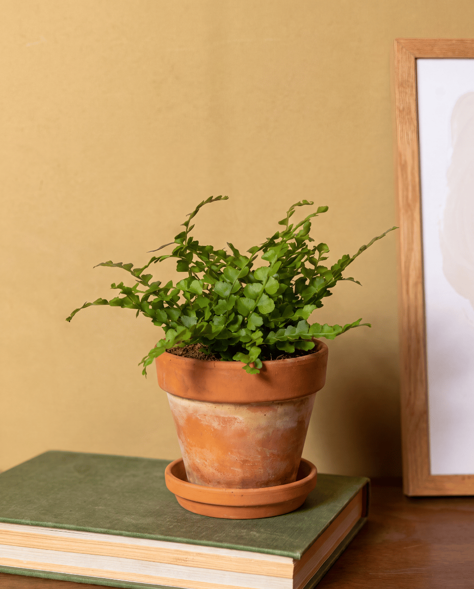 Baby Nephrolepis Schwertfarn Duffii