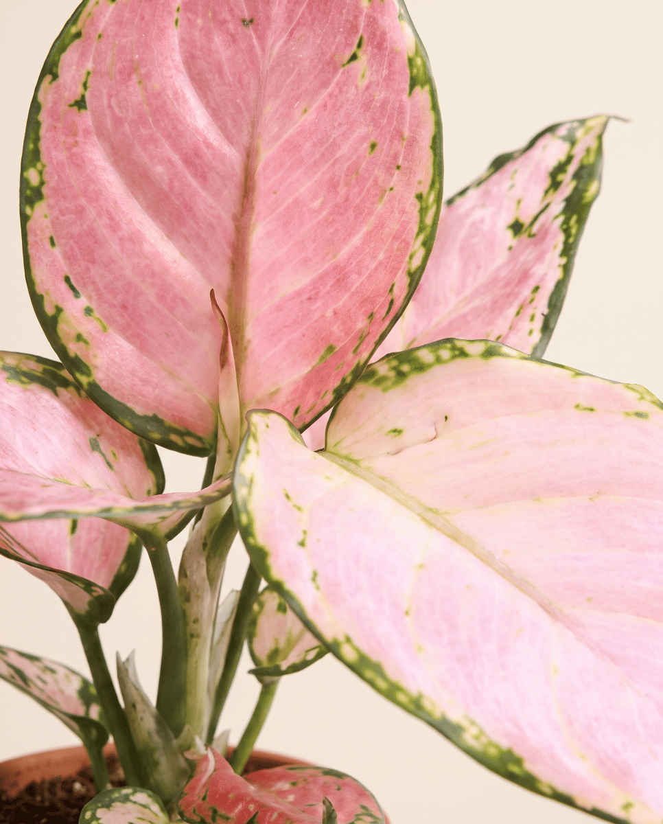 Baby Aglaonema Kolbenfaden Red Zirkon