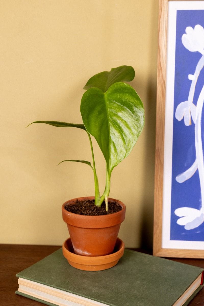 Baby Monstera Fensterblatt Sierrana