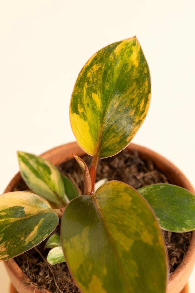 Baby Philodendron Baumfreund Red Congo Variegata