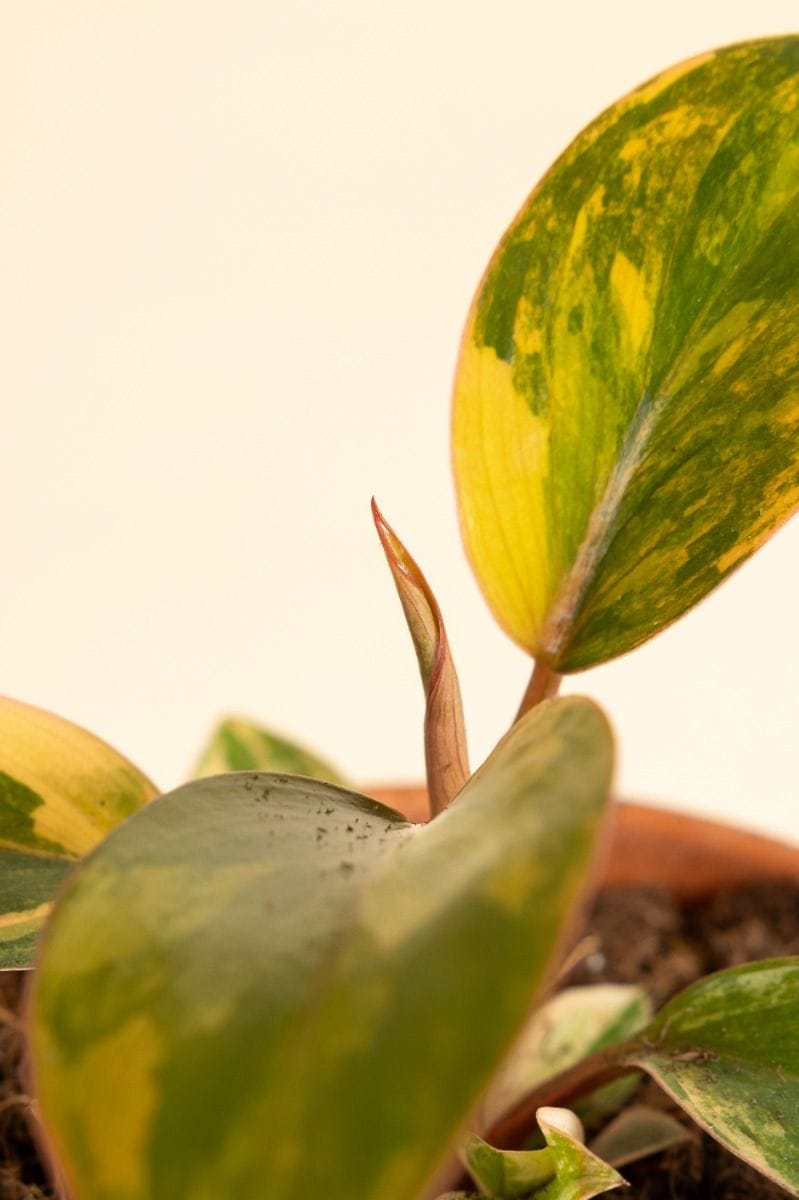 Baby Philodendron Baumfreund Red Congo Variegata
