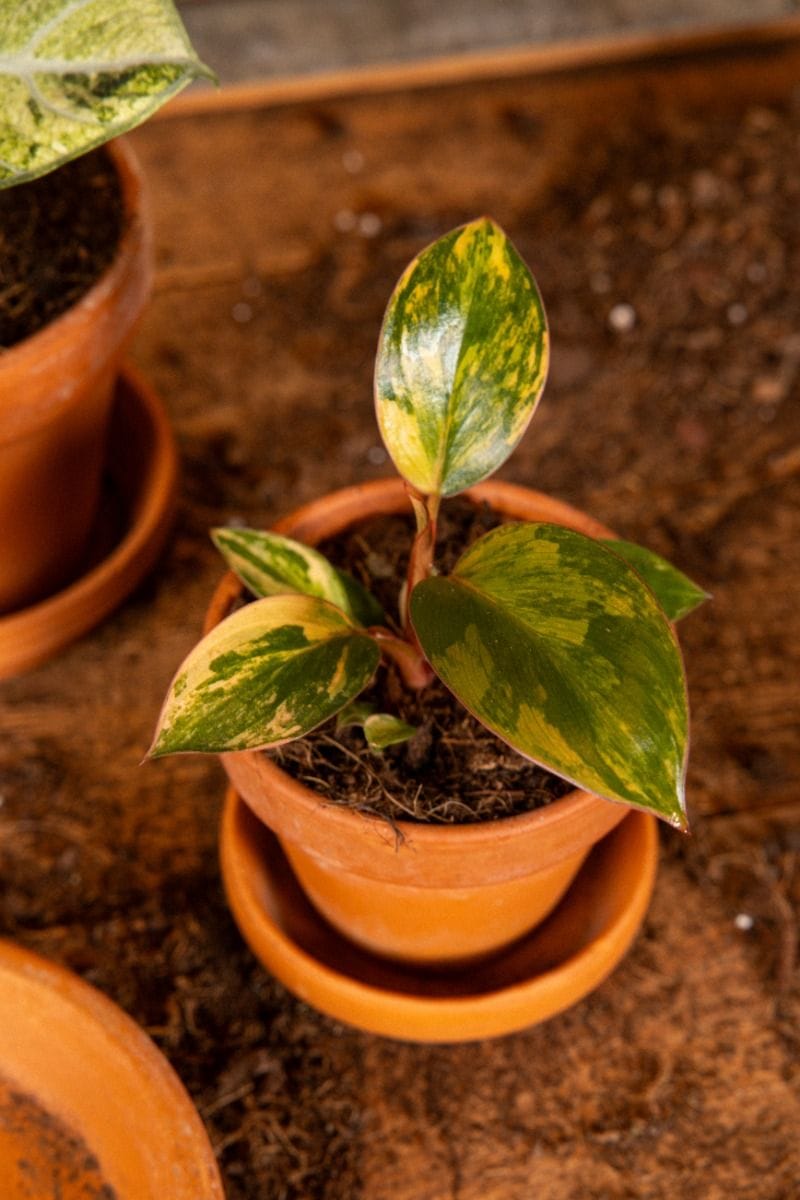 Baby Philodendron Baumfreund Red Congo Variegata