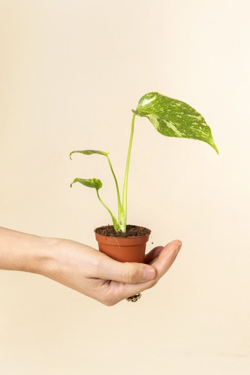 Baby Monstera Fensterblatt Deliciosa Electrolyte