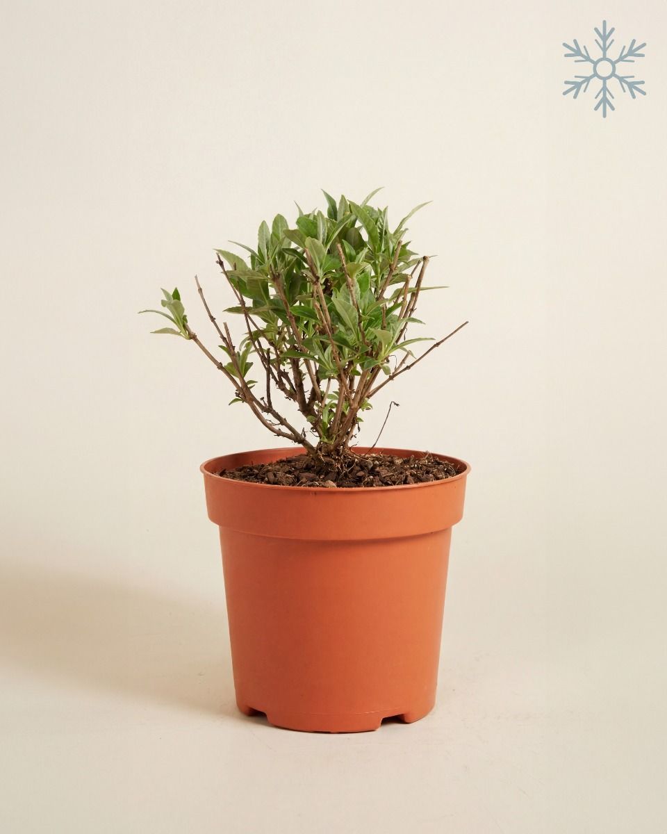 Buddleja Butterfly Candy Little White