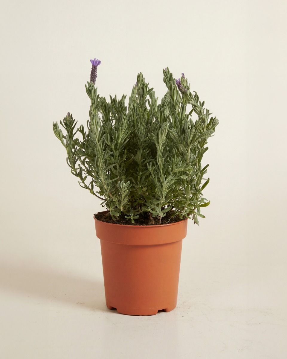 Lavandula Lavendel Stoechas Anouk