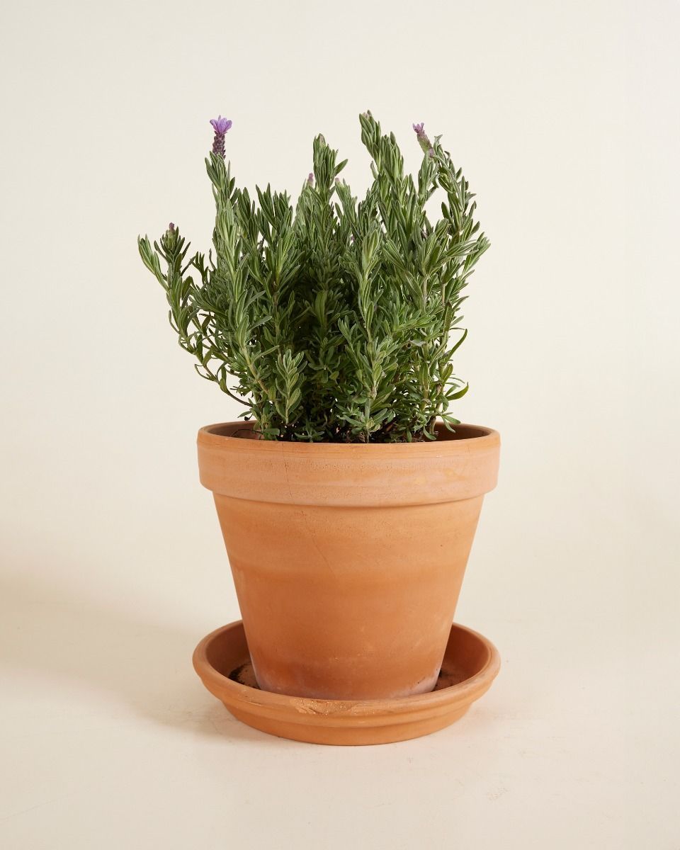Lavandula Lavendel Stoechas Anouk