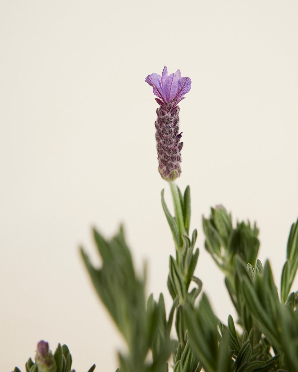 Lavandula Lavendel Stoechas Anouk