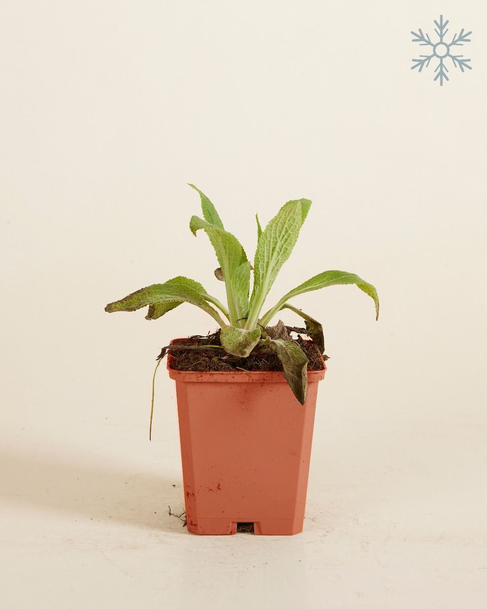 Digitalis Fingerhut Purpurea Dalmatian White