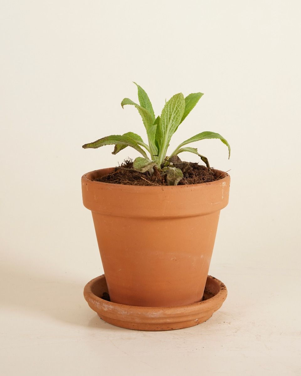 Digitalis Fingerhut Purpurea Dalmatian White