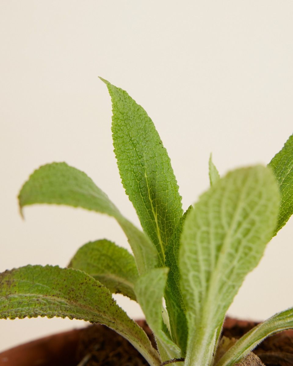 Digitalis Fingerhut Purpurea Dalmatian White