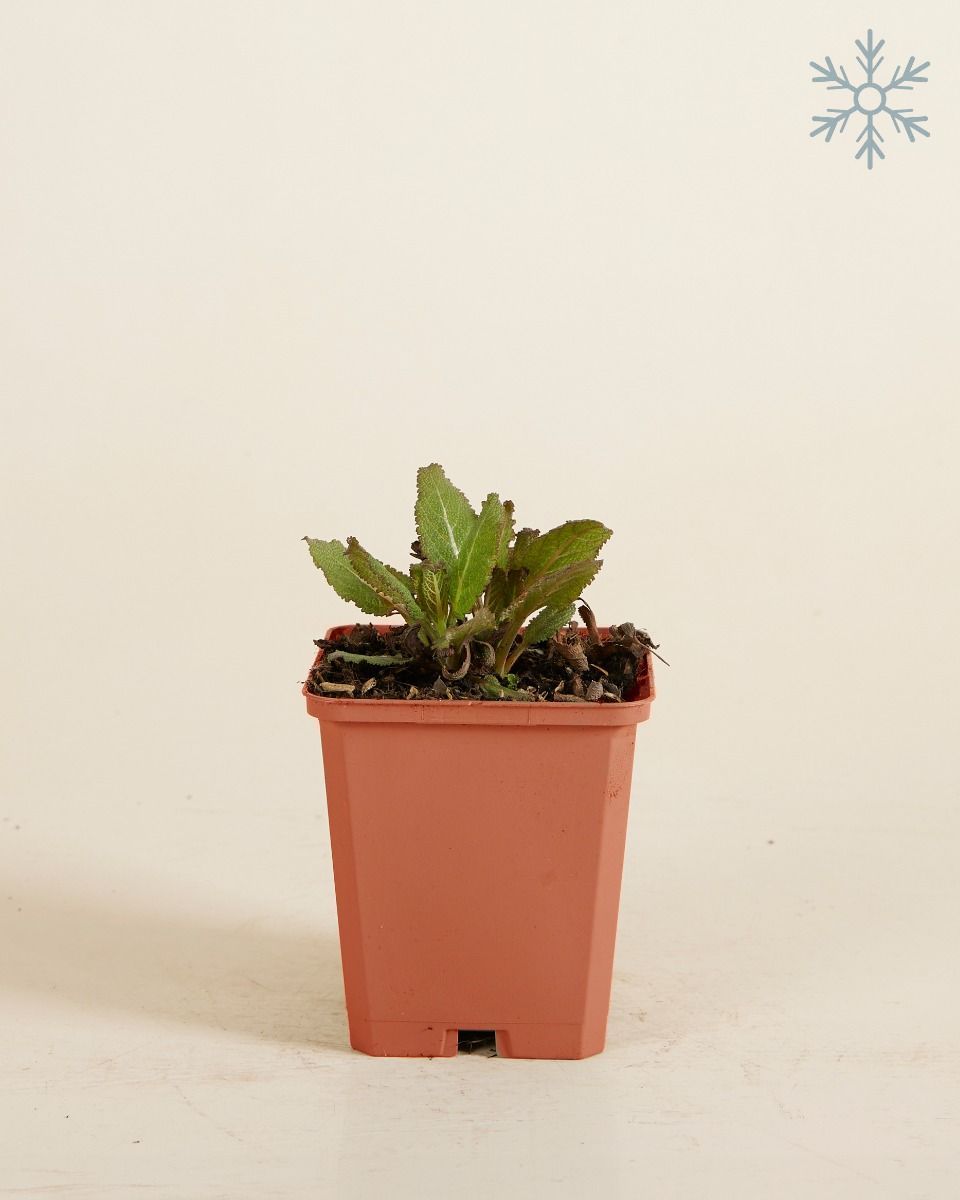 Salvia Salbei Nemorosa Sensation Deep Rose