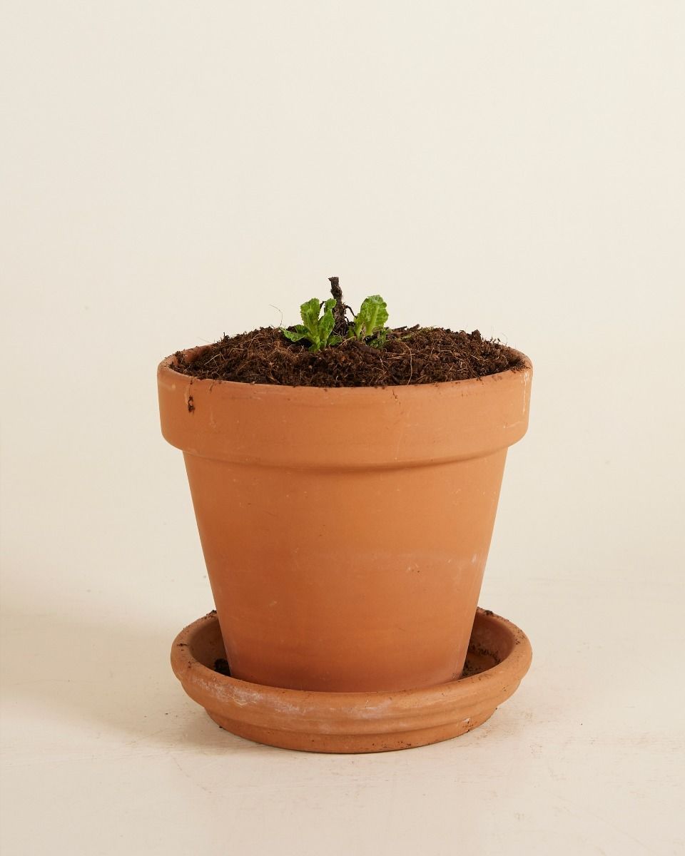 Salvia Salbei Nemorosa Sensation White