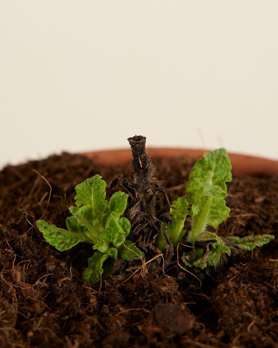 Salvia Salbei Nemorosa Sensation White