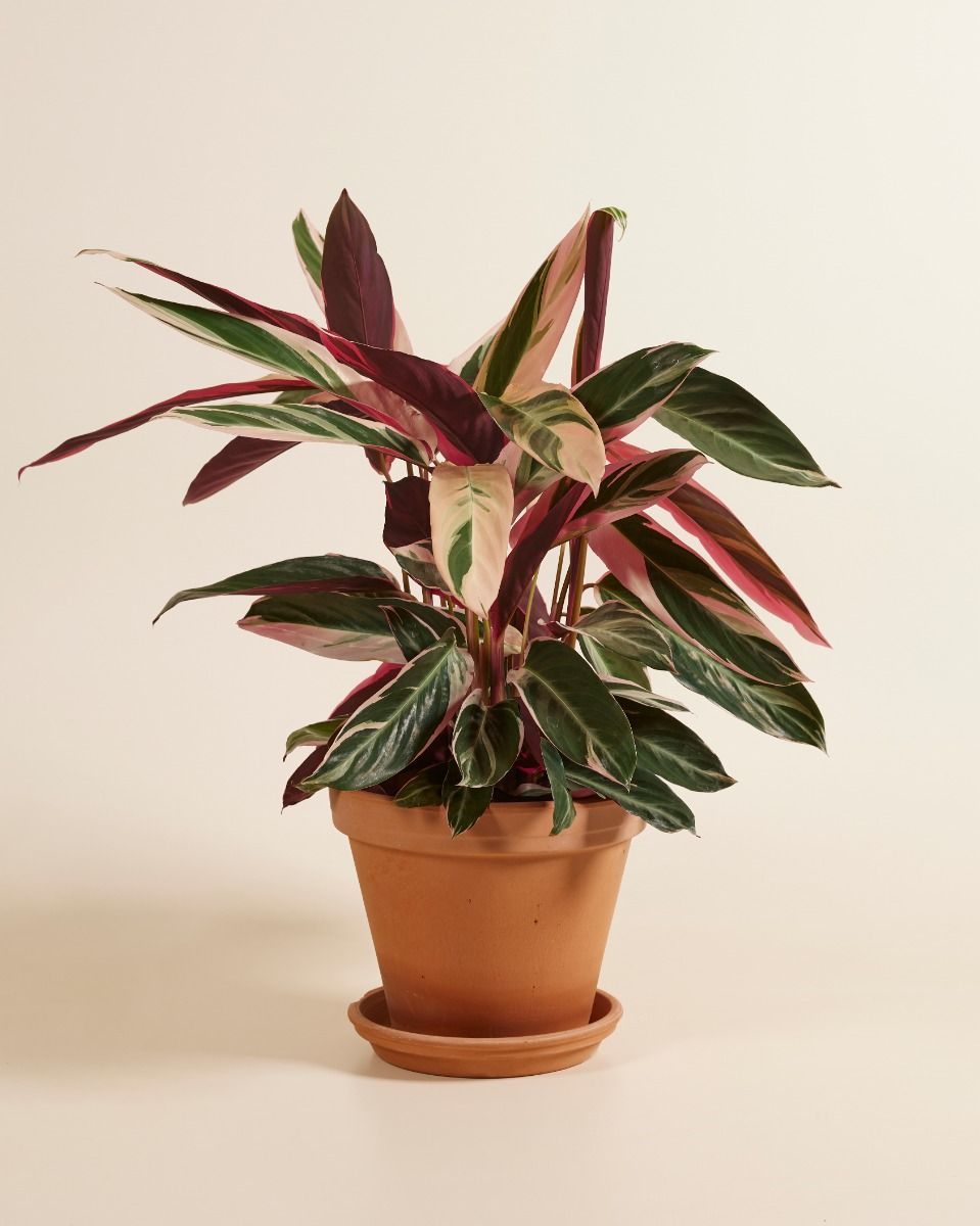 Calathea Pfeilwurze Triostar