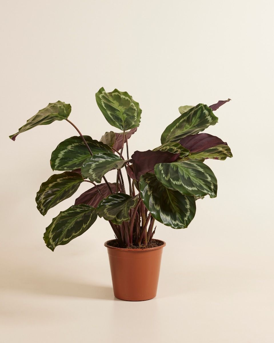 Calathea Pfeilwurze Medallion