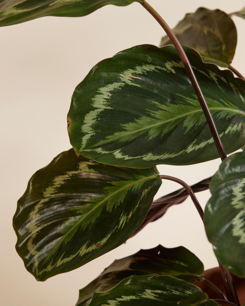 Calathea Pfeilwurze Medallion