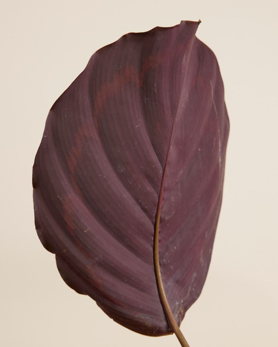Calathea Pfeilwurze Medallion