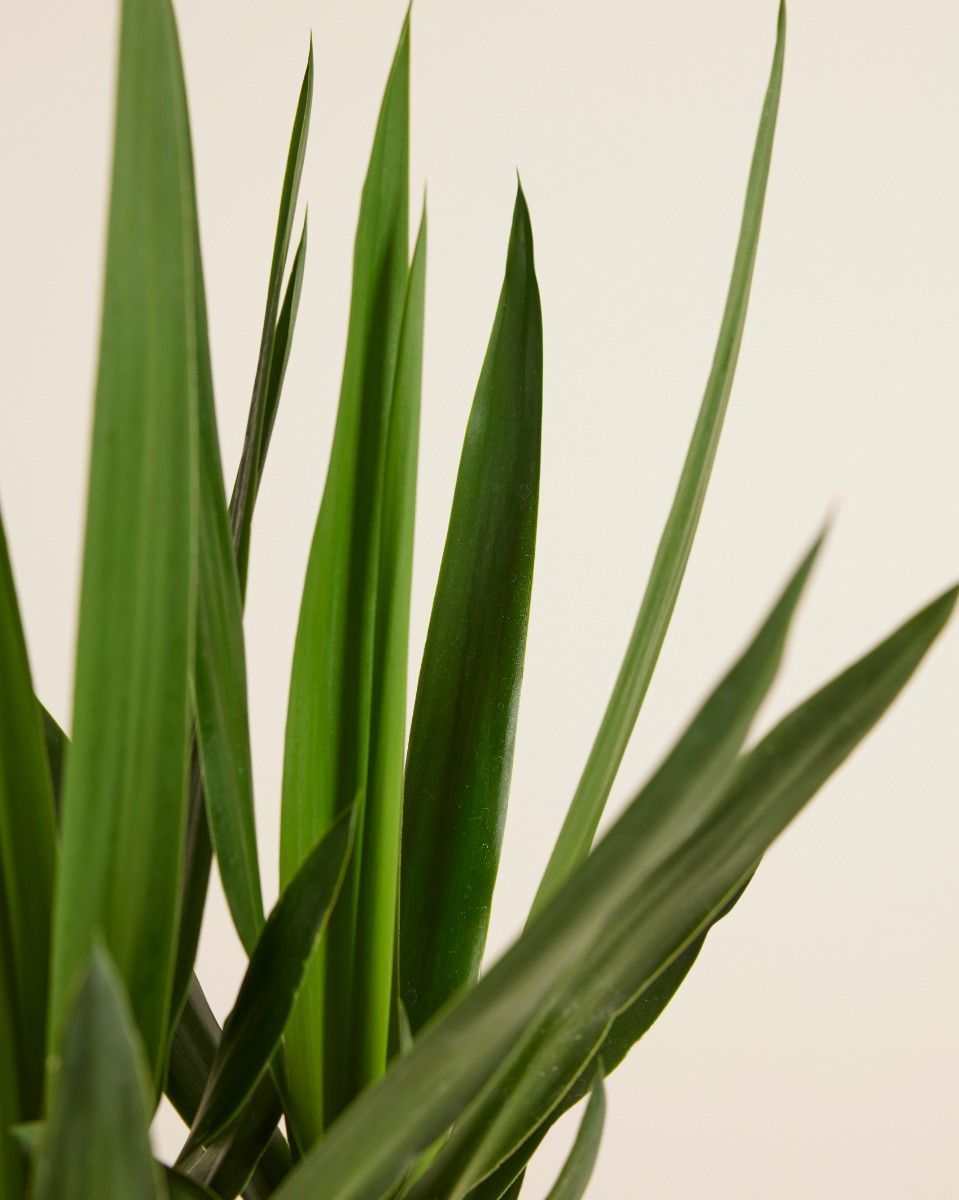 Elephantipes Palmlilie Yucca