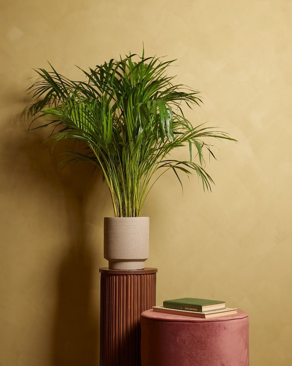 Dypsis Goldfruchtpalme Lutescens