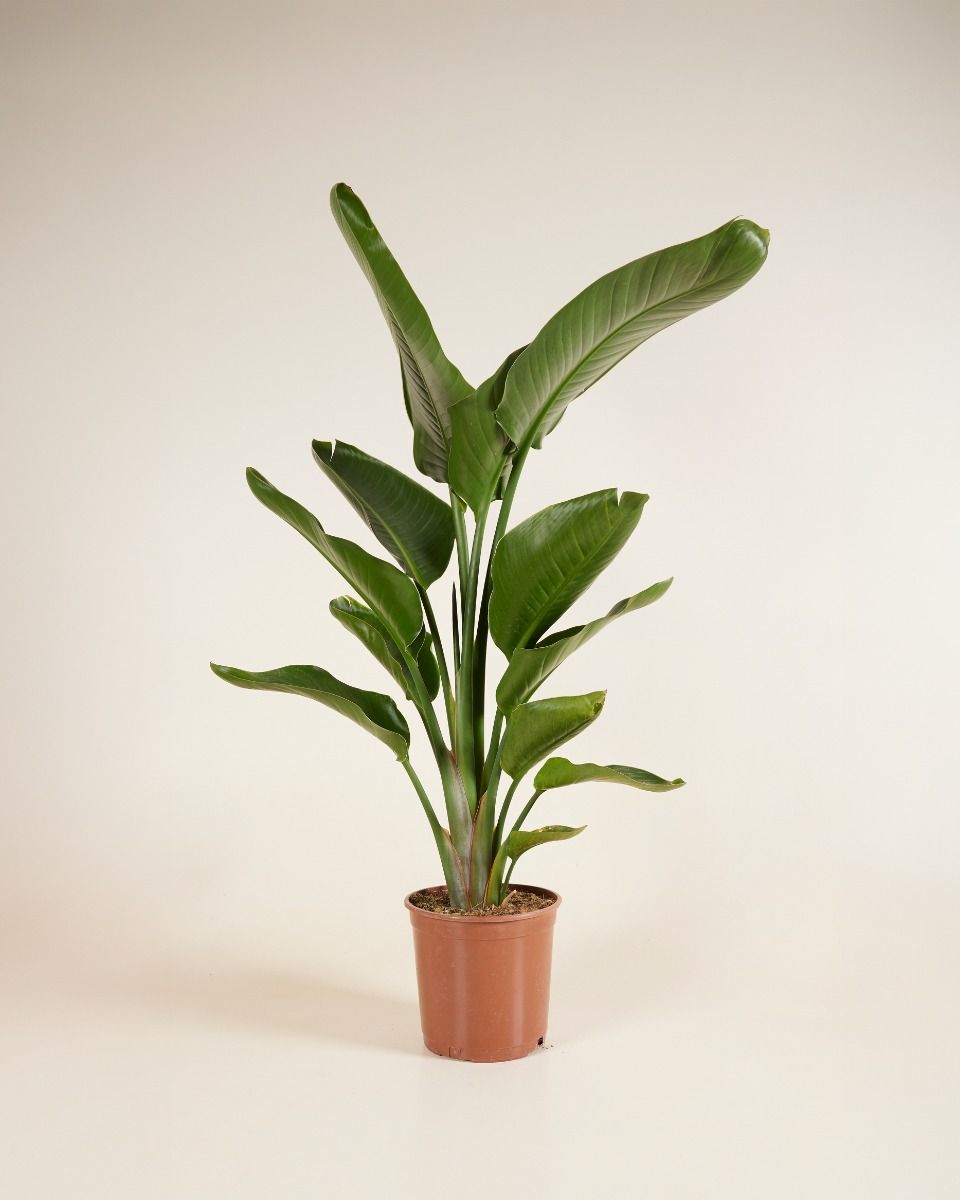 Strelitzia Nicolai Paradiesvogelblume Paradiesvogelblume