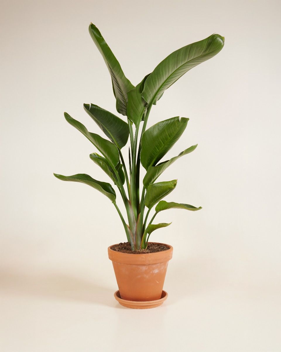 Strelitzia Nicolai Paradiesvogelblume Paradiesvogelblume