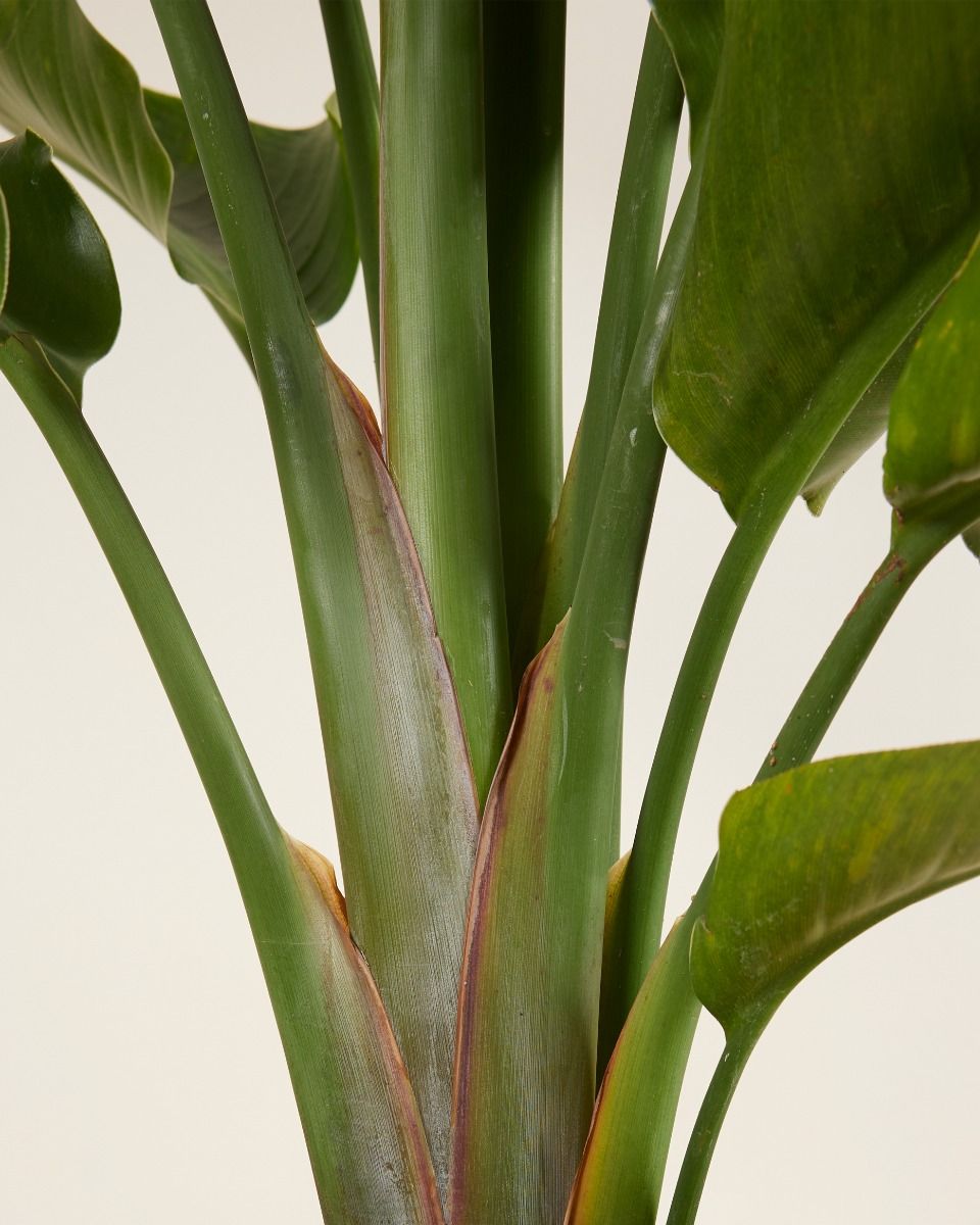 Strelitzia Nicolai Paradiesvogelblume Paradiesvogelblume