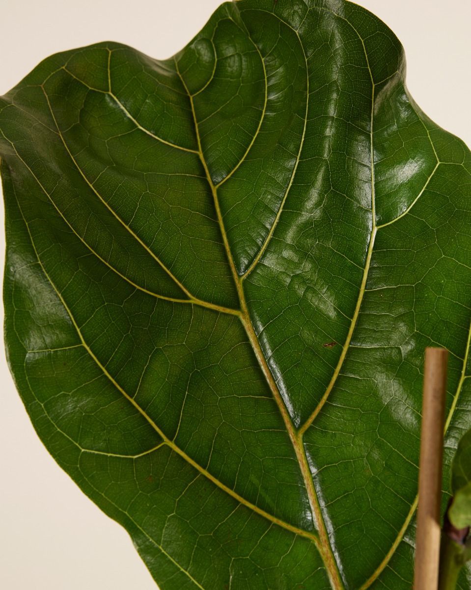 Ficus Fiddle Leaf Fig Lyrata