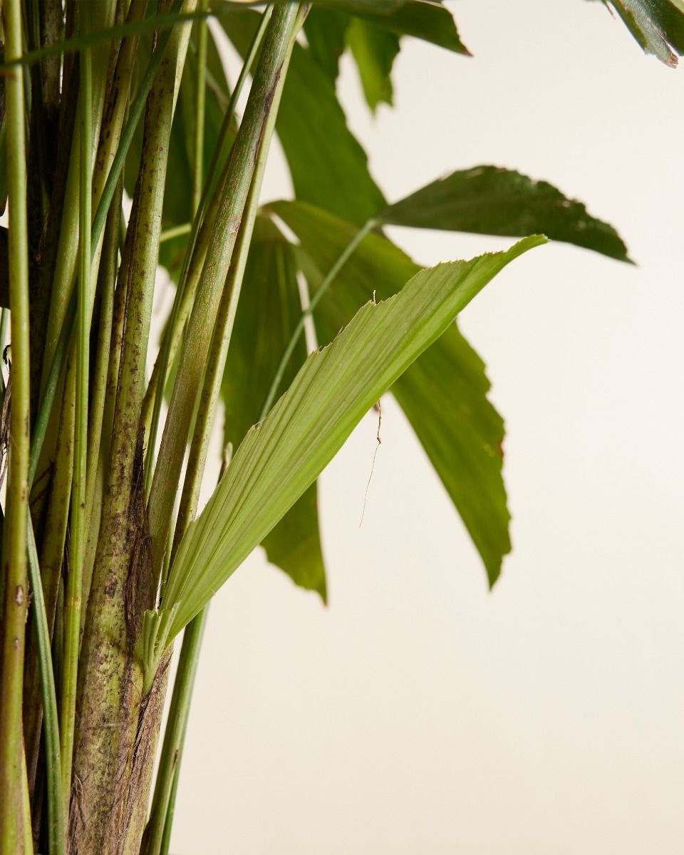 Caryota Fishtail palm Mitis