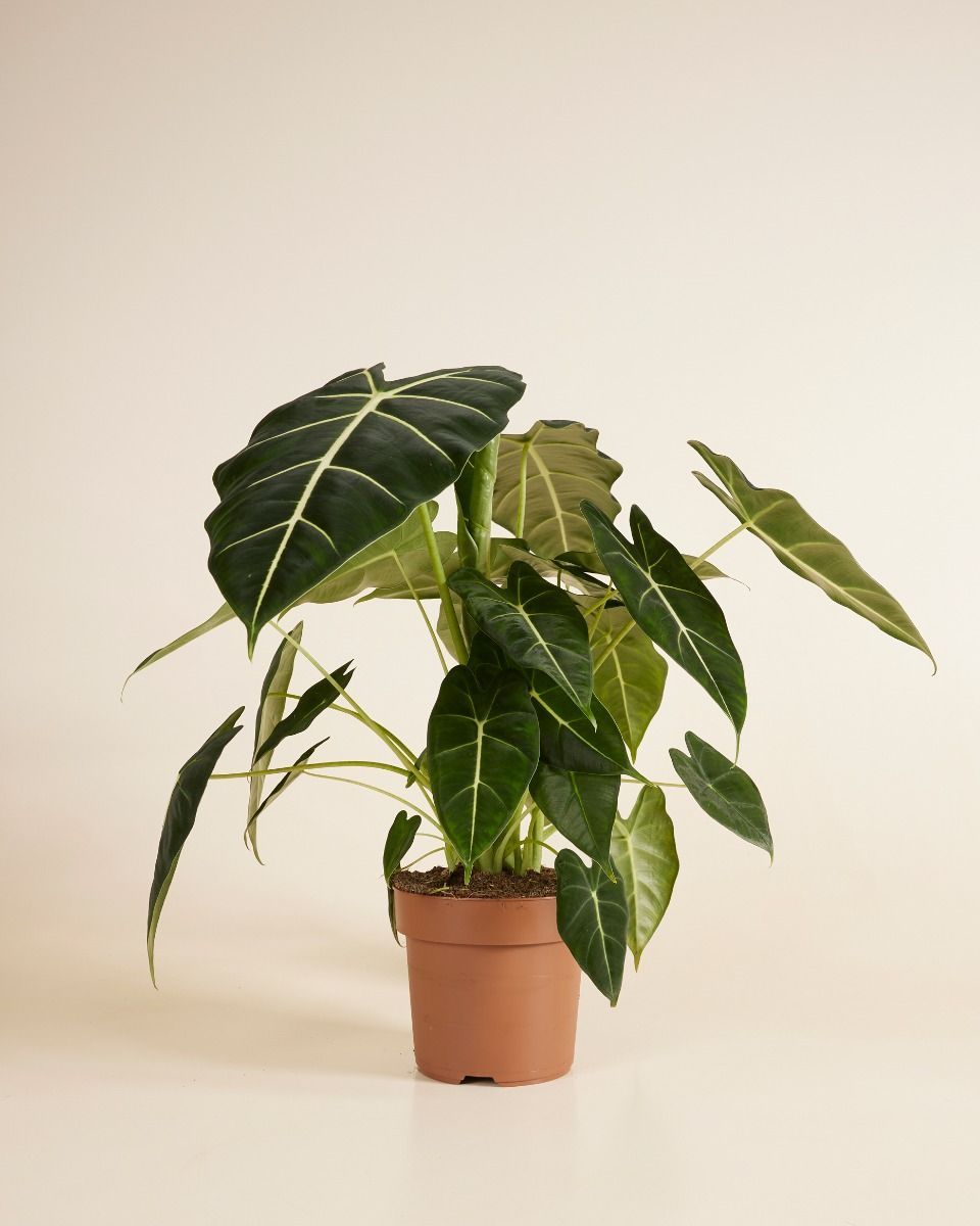 Alocasia Elefantenohr Frydek