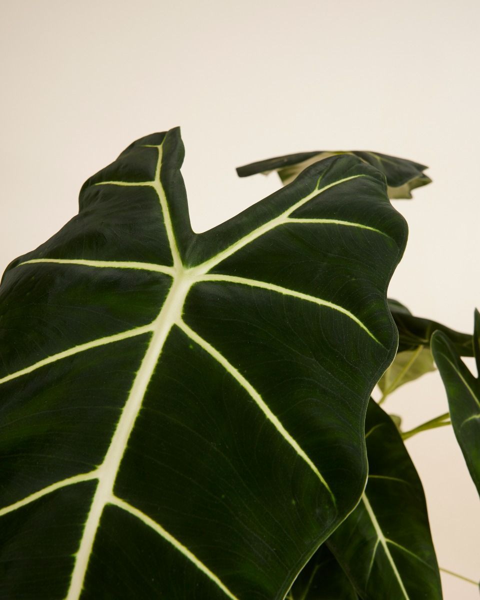 Alocasia Elefantenohr Frydek