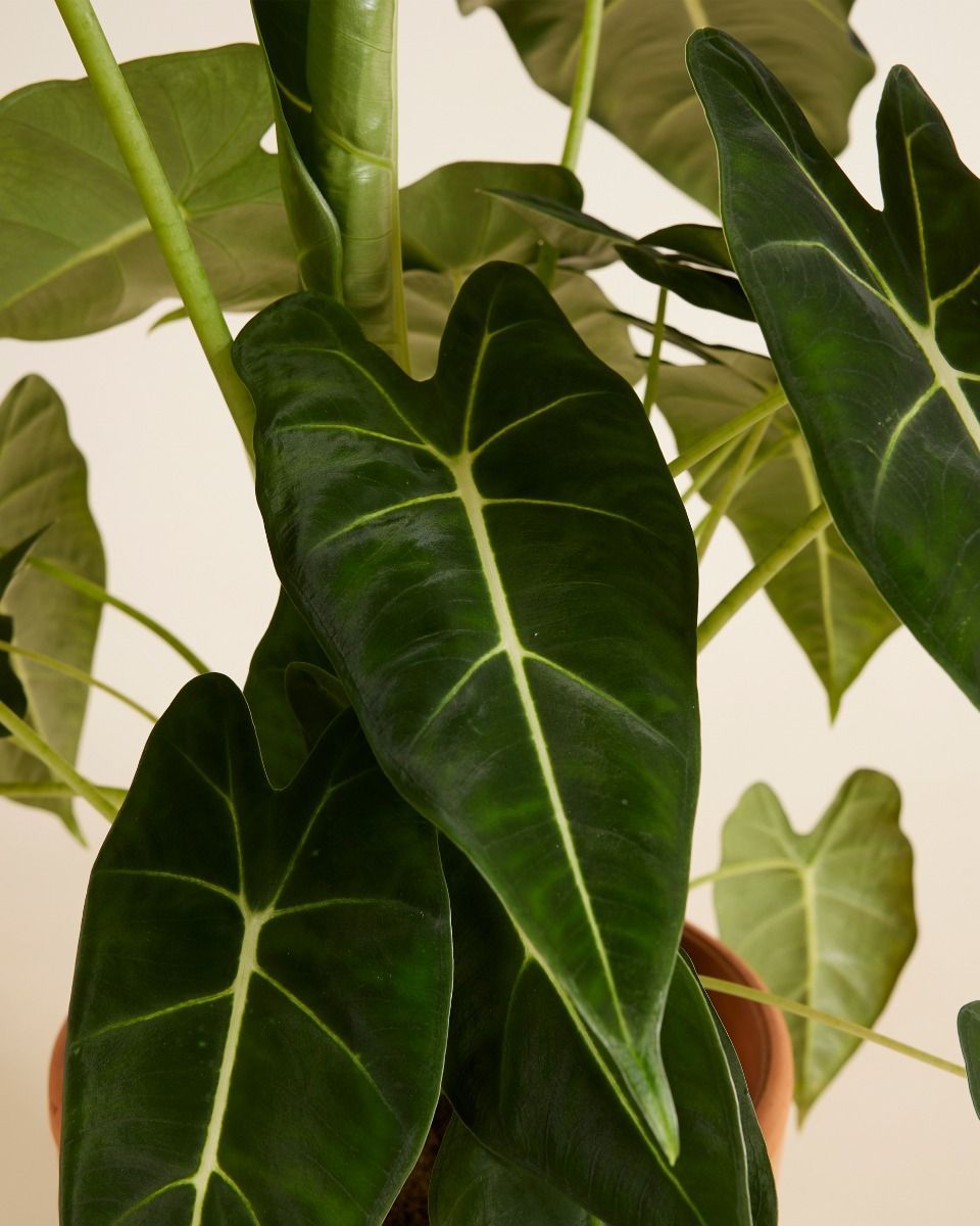 Alocasia Elefantenohr Frydek