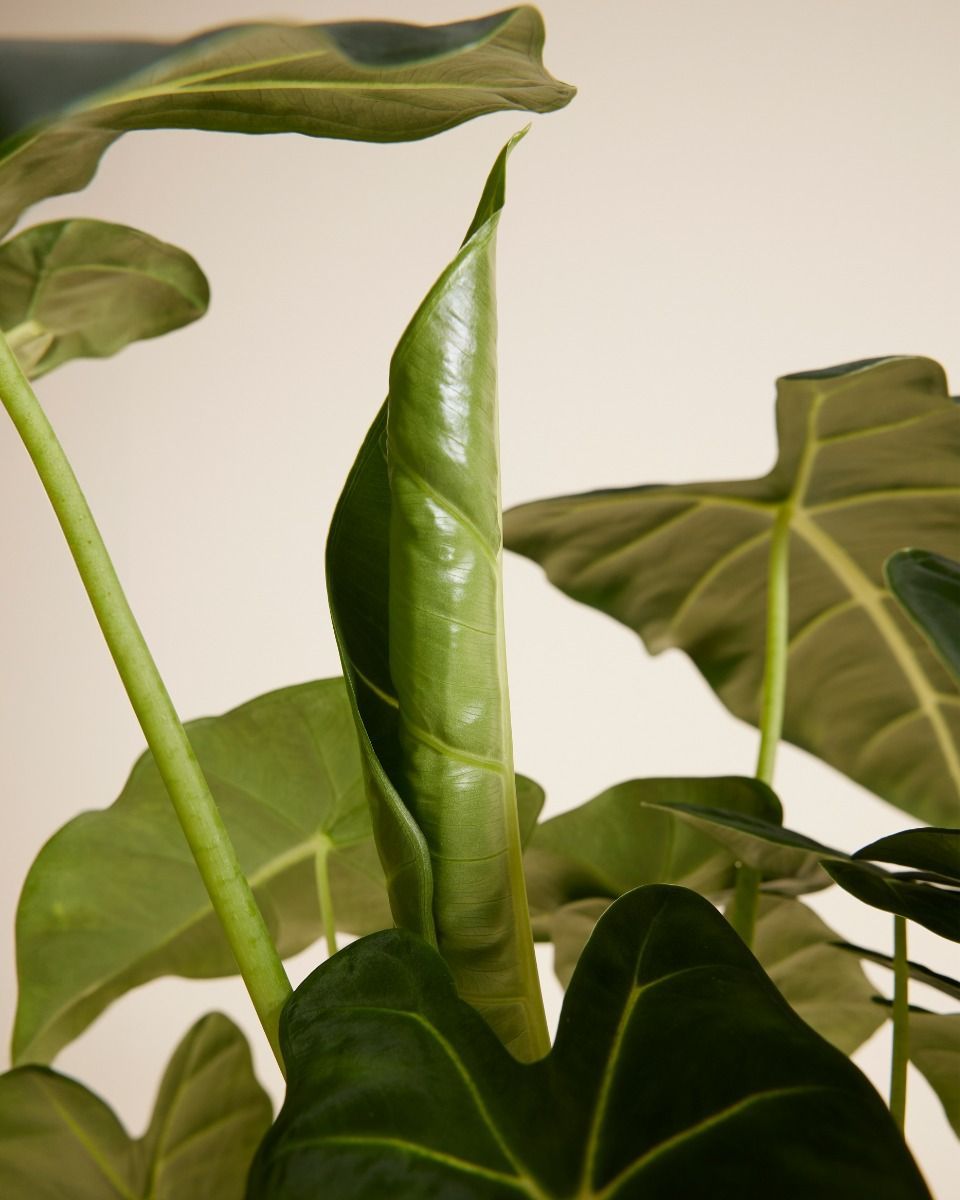 Alocasia Elefantenohr Frydek