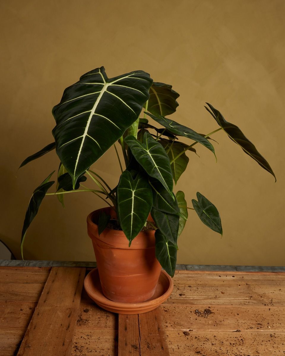 Alocasia Elefantenohr Frydek