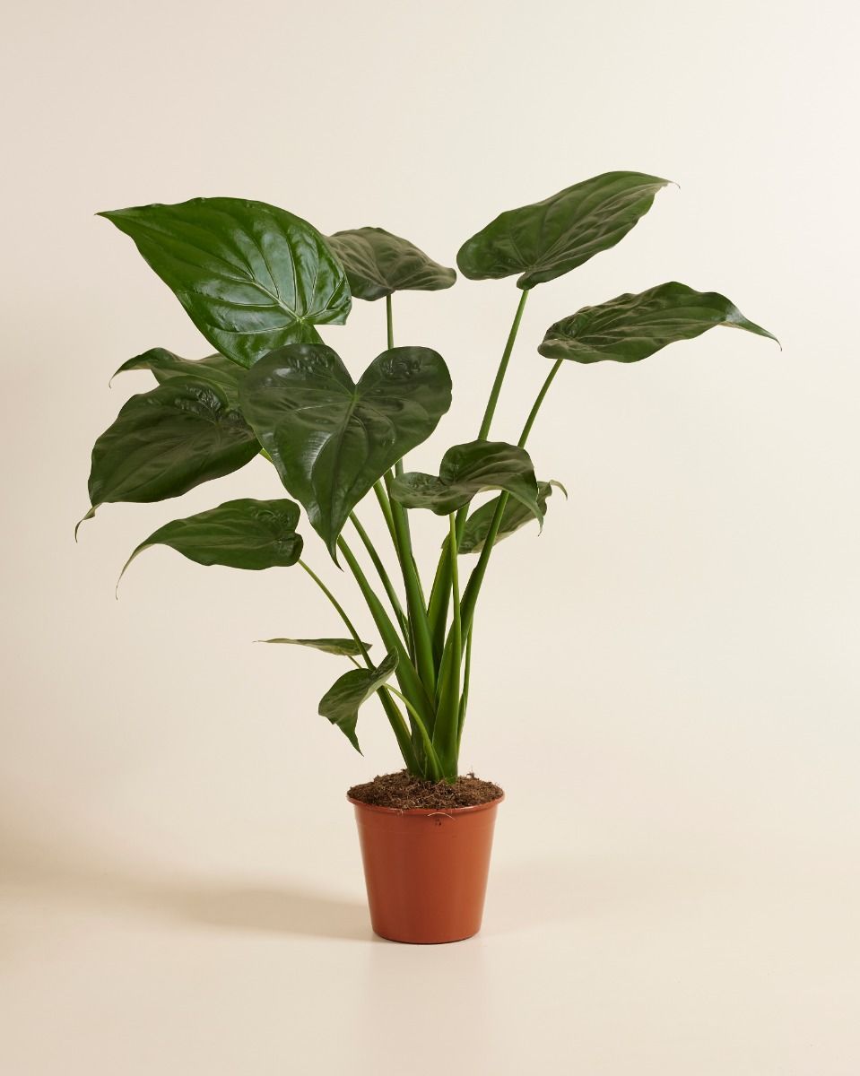 Alocasia Elefantenohr Cucullata