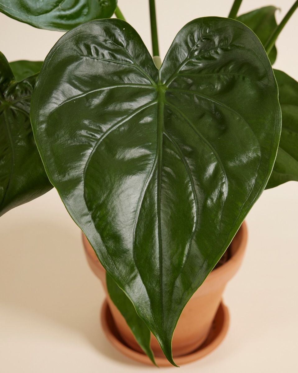 Alocasia Elefantenohr Cucullata