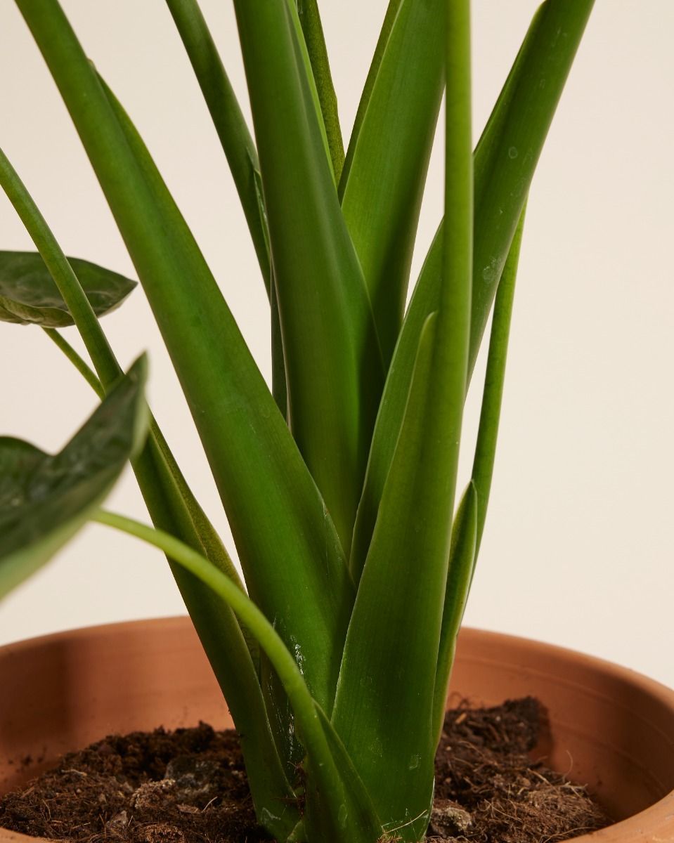 Alocasia Elefantenohr Cucullata