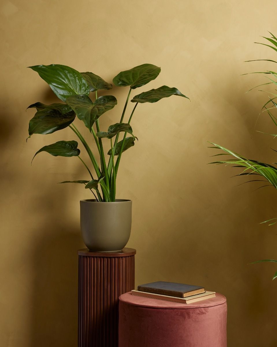 Alocasia Elefantenohr Cucullata