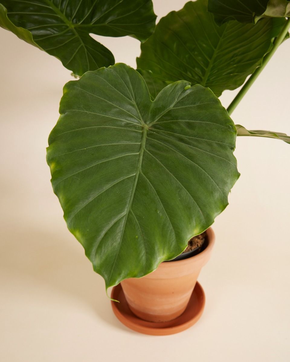 Alocasia Elefantenohr Gageana