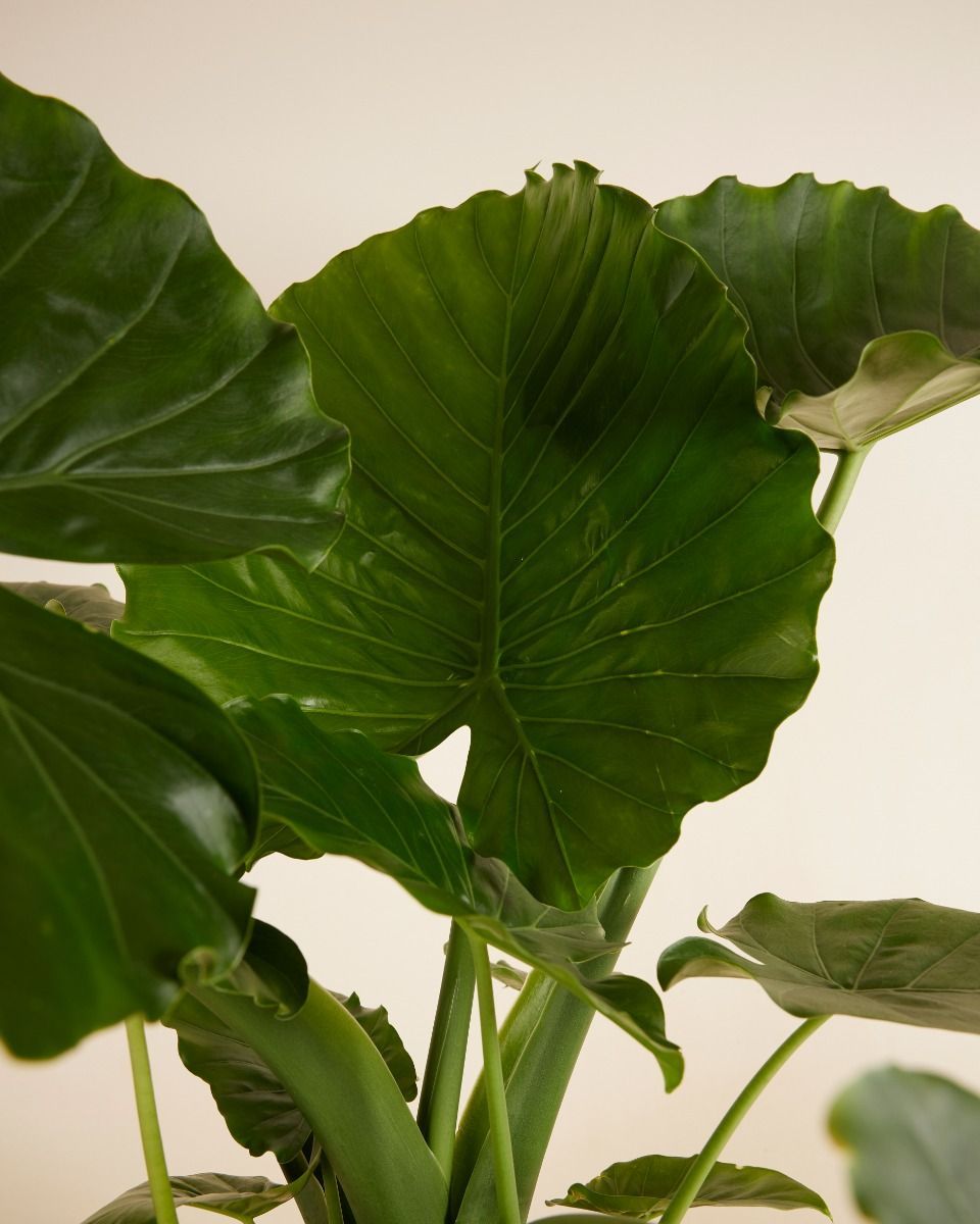Alocasia Elefantenohr Gageana