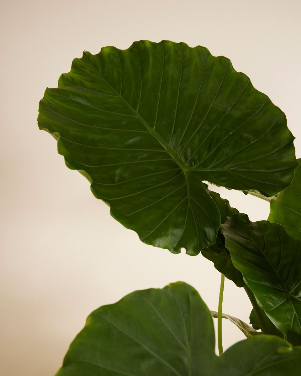 Alocasia Elefantenohr Gageana