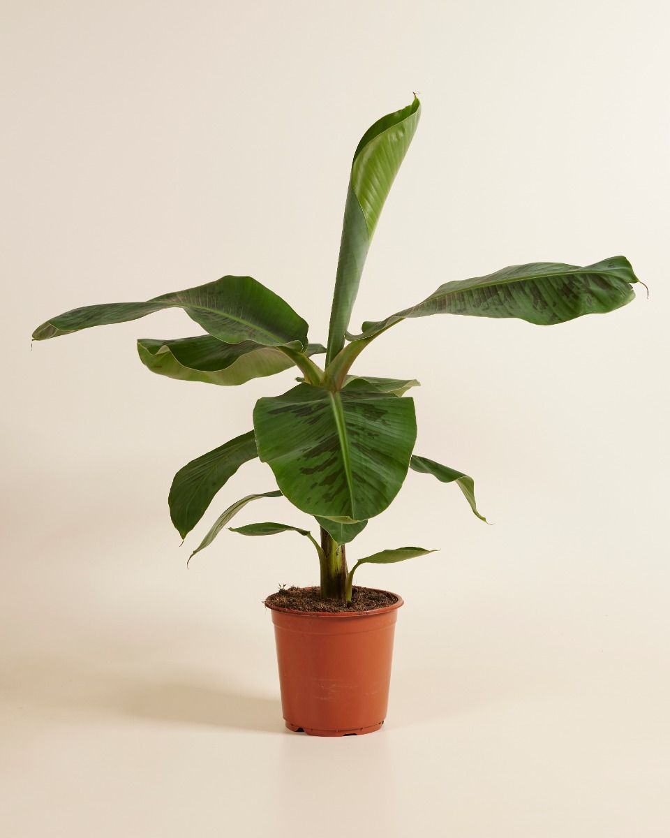 Musa Dwarf Cavendish Bananenpflanze  Bananenpflanze