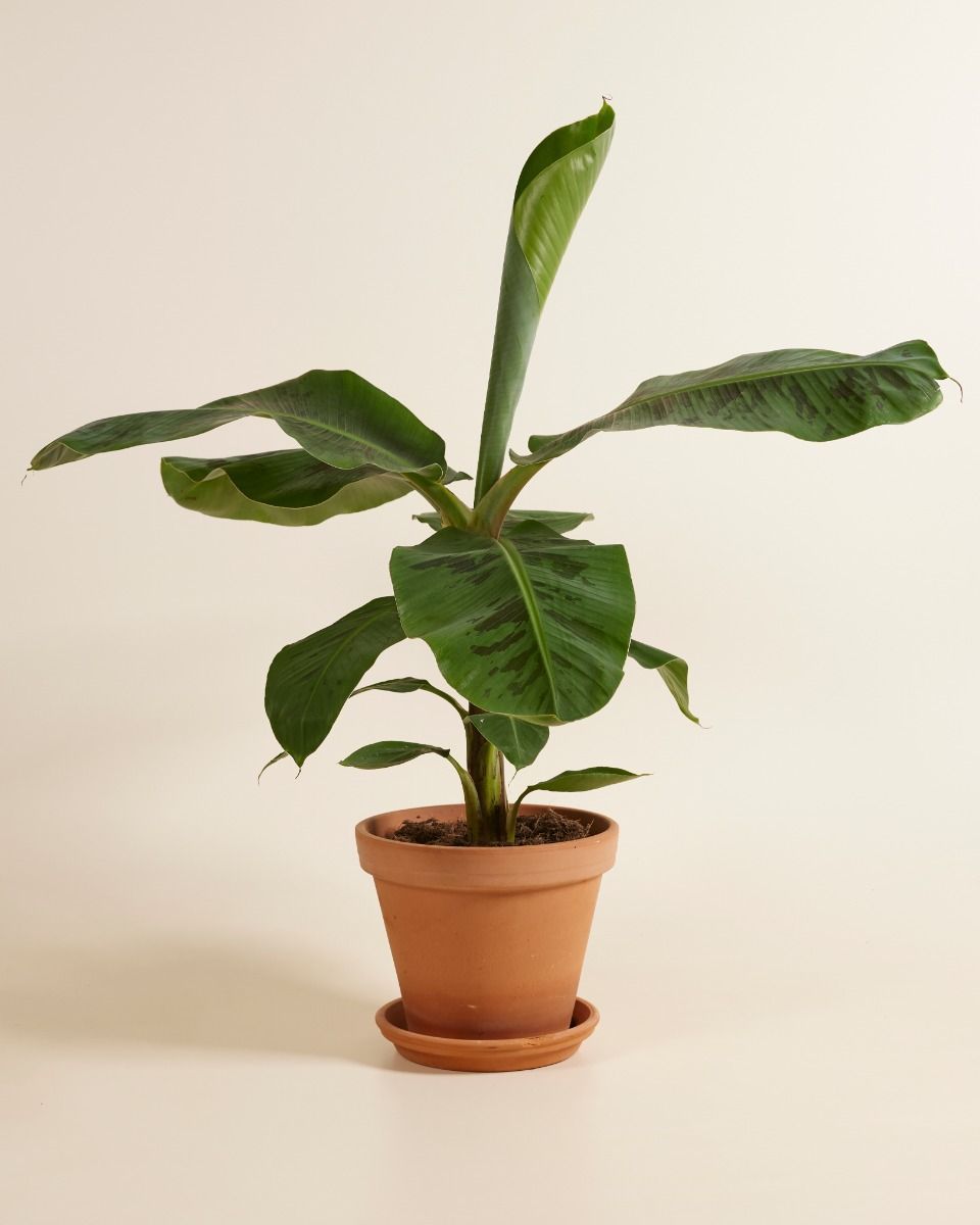 Musa Dwarf Cavendish Bananenpflanze  Bananenpflanze