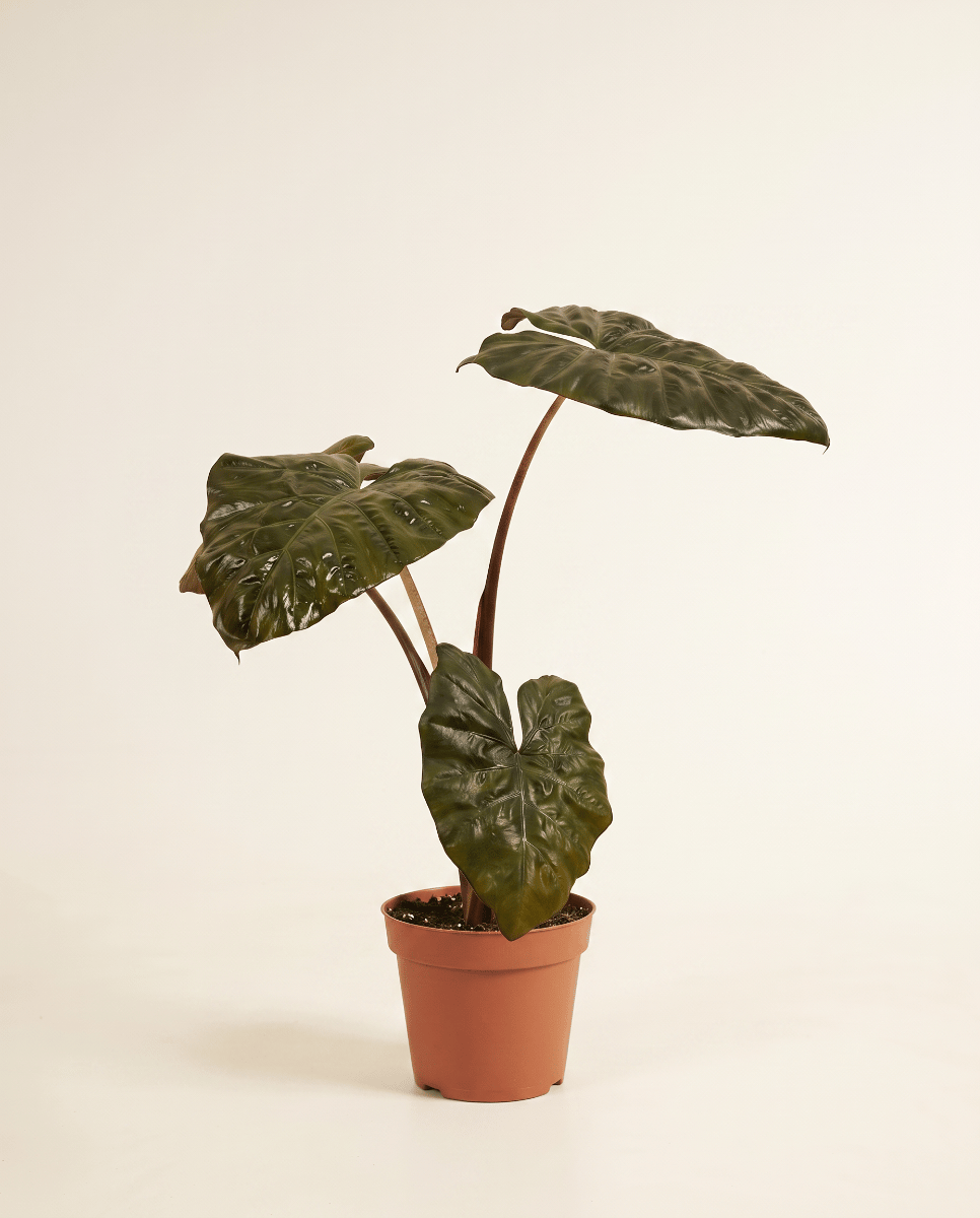 Alocasia Elefantenohr Yucatan Princess